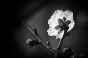 《梅 》
