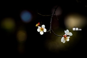 桃花报春