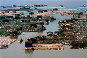 海上鱼排