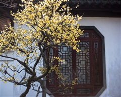 花窗梅影