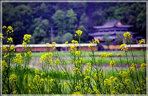 《油菜花》