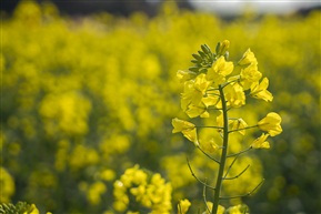 油菜花