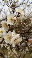 春暖花开
