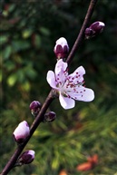 三月桃花红似火（八）