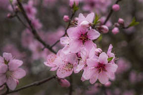 桃花开了