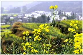 《油菜花》