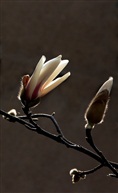 紫玉兰花蕾