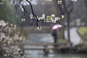 雨中探梅