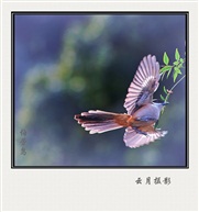 伯劳鸟