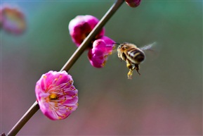 采蜜蜂