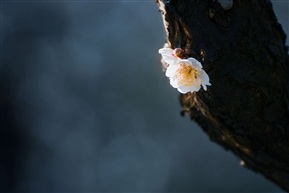 梅