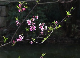 桃花