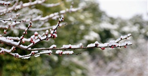雪梅