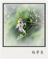 伯劳鸟
