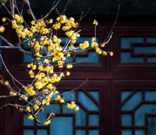 梅印花窗