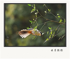 伯劳鸟