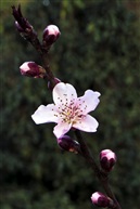 三月桃花红似火（五）