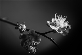 《梅》1