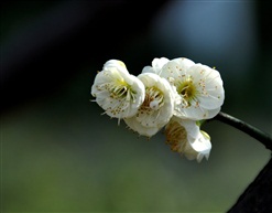 梅花---3