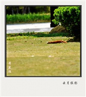 黄鼠狼