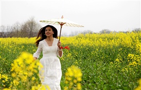 油菜花开