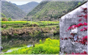 《油菜花》