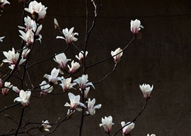 紫玉兰花图