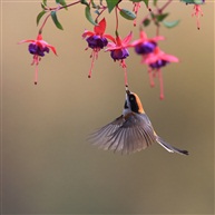 花鸟图