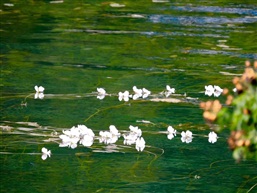 水性杨花