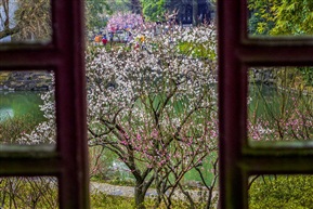 梅花