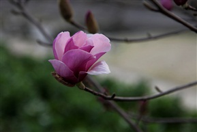 紫玉兰3