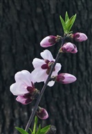 三月桃花红似火（十一）