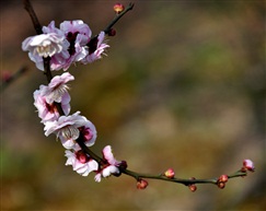 梅花---2