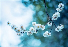 梅