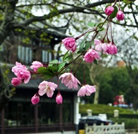 垂丝海棠