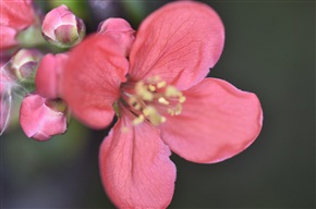 茶花