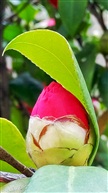 茶花争春