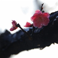 新梅