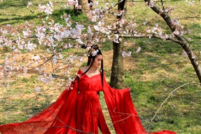 美女与樱花