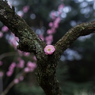 《 红梅 》 3