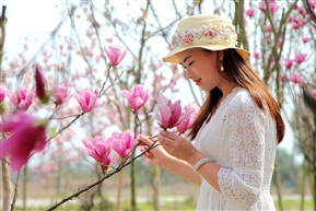 玉兰花开1