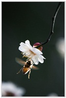 花开