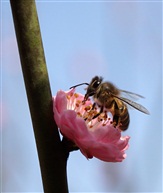 采蜜
