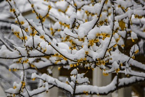梅花欢喜漫天雪