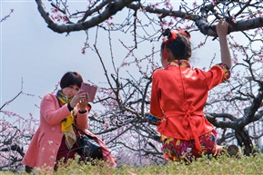 桃花影