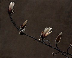 紫玉兰花蕾