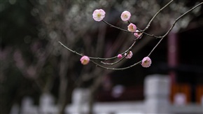 《 红梅 》 4