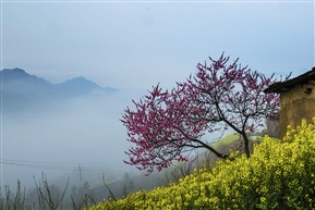 春色满山坡