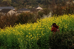 油菜花开