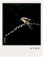 伯劳鸟
